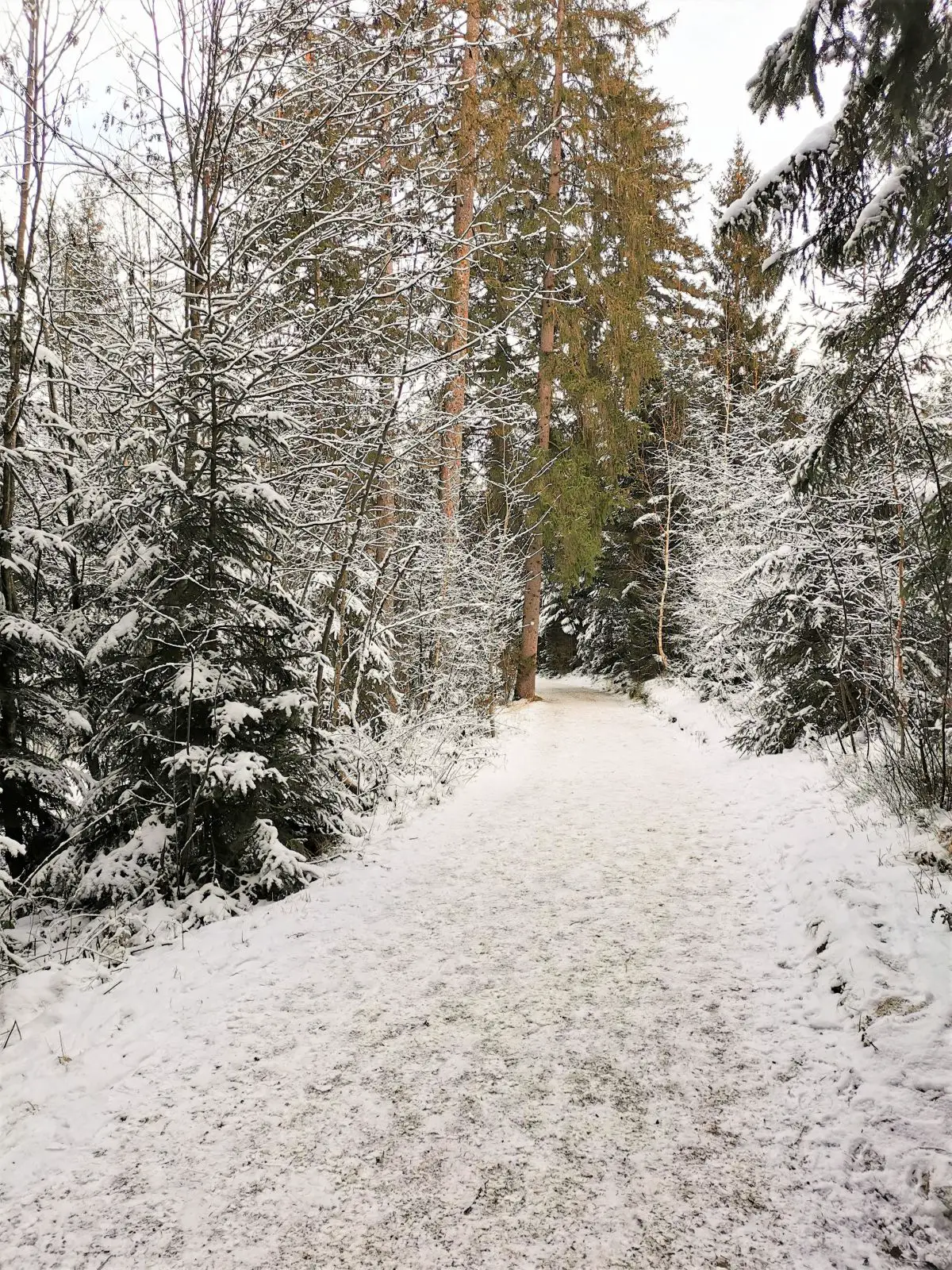 Winterspaziergang am Hopfensee in Bayern, Weg durch den Wald