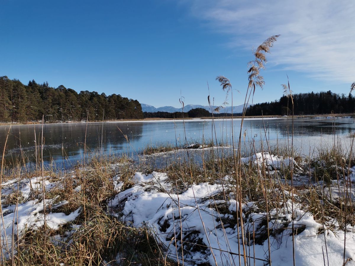 Winterspaziergang Osterseen: Blick vom Schnee bedeckten Ufer auf den großen Ostersee