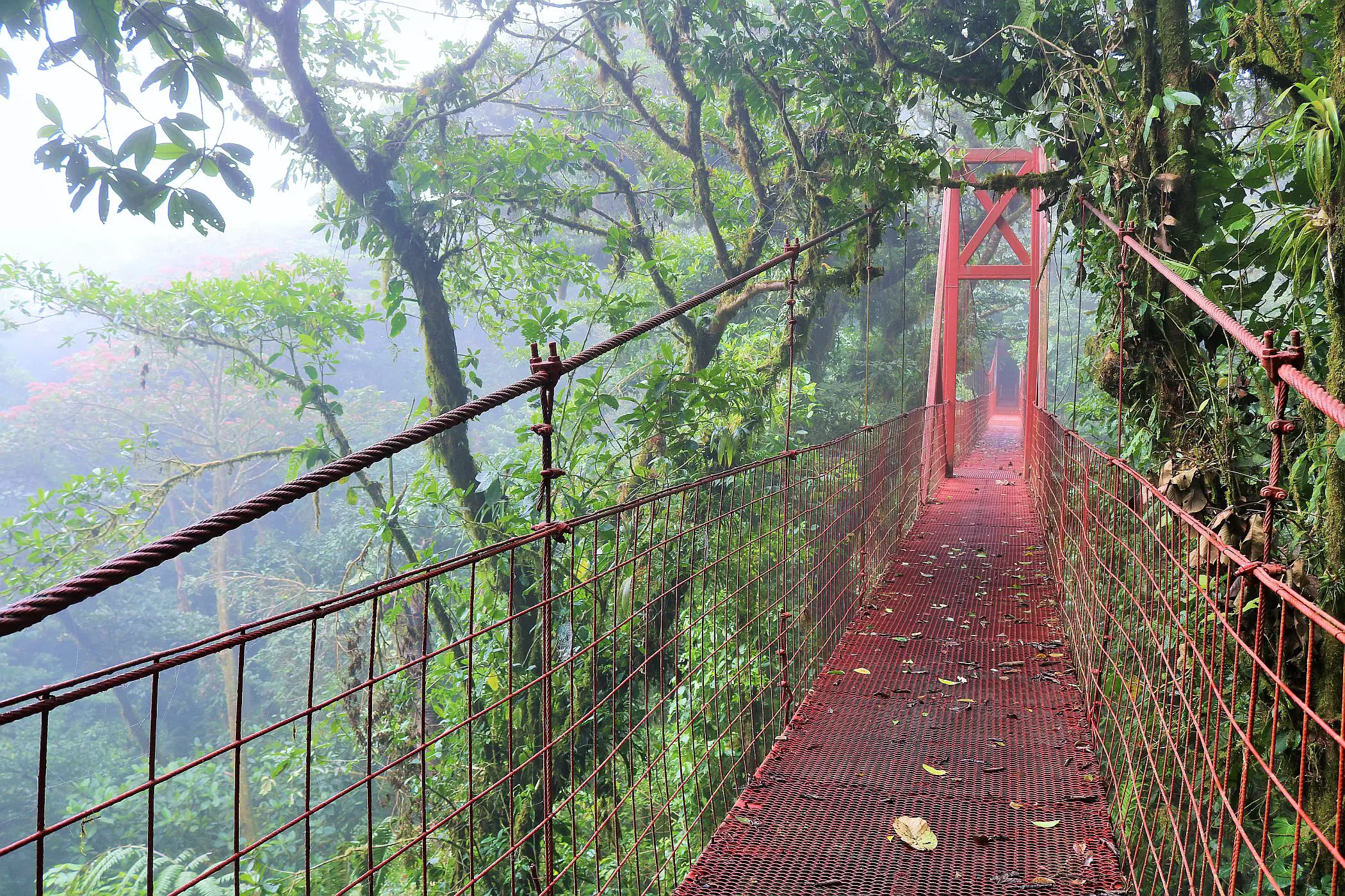 Costa Rica – Pura Vida & Regenwald Abenteuer